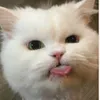 cgianggggggggggg