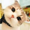 mint_jarin