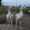 lemfarm22