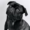 funnypet.cr10