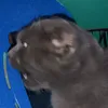 miraiwafu