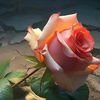 valery21839