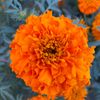 rajuahamed7382