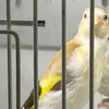 Avibej