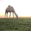 أدب وشعر وفن