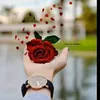 dywqye2t6rx9