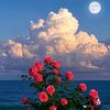 zainmohamed._