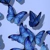 bluebutterfly.15