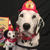 mollythefiresafetydog