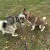 idfkgfyzzz