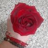 carycachita25