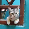 nilla1969