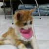 farsi_love_cat