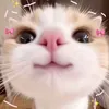 nnttxgspr