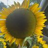 sunflower52309