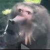 cuccukchoisong00