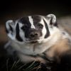 ConorTheBadger