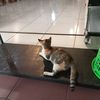 kanipahkanipahh
