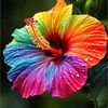 manoj.lamichhane7