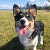 hank_the_corgi