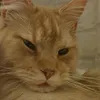 curious.con