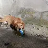 fivfok