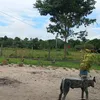 deusahsa