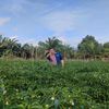 mizwan_djufri