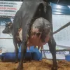 vacada boa