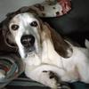 bassetmomma03