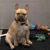 frenchie_fitzz