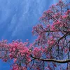 asiadrama_dreams