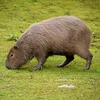 capybara.calvo_3000