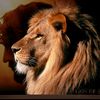 lionofjudah231290