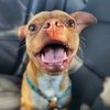 dailydoseofdozerdog