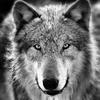 lobo_lobos