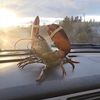 larrythelobster1992