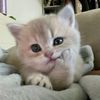 ello.lleaa