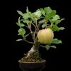 robert_apple