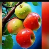 nazed19