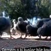 kalbimiallaha2