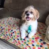 billynevenero