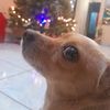 taffy_rod