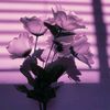 t_nigar