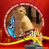 tundng215