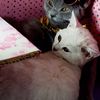 langcats