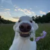 biovtkgiaidoancuoi.5926