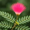 phamyenpham593