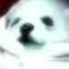 eggdog806