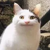 tngnhn67